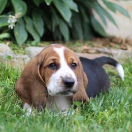 Finn - Black brown and white male Basset Hound puppy in Idaho from Welcome Home Bassets