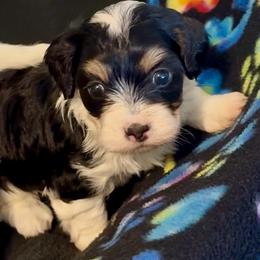 Frankie - Black and tan male Havanese puppy in Wappapello, Missouri from Titanium Havanese LLC