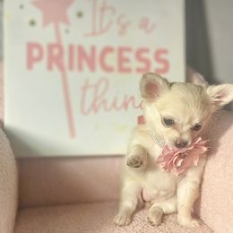 Peaches - Cream and white female Chihuahua puppy in Redding, California from Akc ivy league chihuahua .  Com