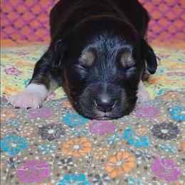 Galena - Black tri female Miniature Australian Shepherd puppy in Sunbury, Pennsylvania from Elemental Mini Aussies
