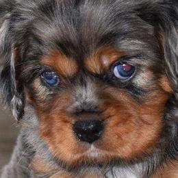 Cavachons and Cavalier King Charles Spaniels from Lindsey's Waggingtails Cavachons & Cavaliers