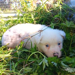 Opaline - Blue merle male Australian Shepherd puppy in Sultan, Washington from Van Huitt Australian Shepherds