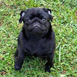 Vega - Black female Pug puppy in Punta Gorda, Florida from Lazuli Pugs