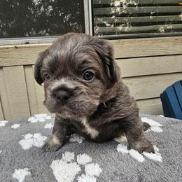 Luke (FLUFFY) - Fawn brindle and white male French Bulldog puppy in Bend, Oregon from High Lakes Frenchies