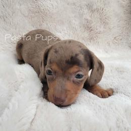 AKC Bug Juice - Dapple female Dachshund puppy in Texarkana, Arkansas from Pasta Pups Miniature Dachshunds