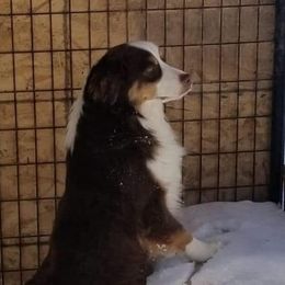 RUBY  - Miniature American Shepherd