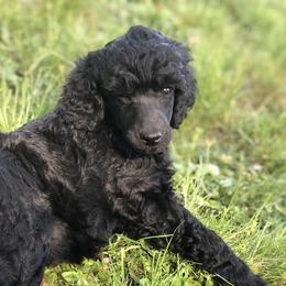 Poodle Puppies from Oakridge Standard Poodle