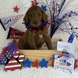 Boy 1 Disco - Red Irish Doodle puppy in Galloway, Ohio from Heavenly Poodles