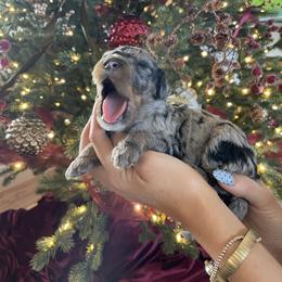Whinny - Merle female Bernedoodle puppy in Yuba City, California from Ranch House Doodles
