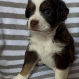 George - Red tri male Miniature Australian Shepherd puppy in Lincoln, Nebraska from Husker Mini Aussies