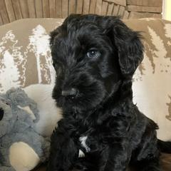 Whoodle Puppies from RockyRiverDoodles