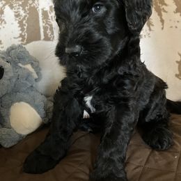 Whoodle Puppies from RockyRiverDoodles