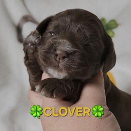 AKC Clover - Brown male Cocker Spaniel puppy in Morristown, Tennessee from Down in the Holler