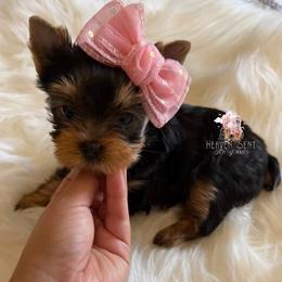 Poppy - Black and tan female Yorkshire Terrier puppy in Riverside, California from Heaven_sent_toy_yorkies