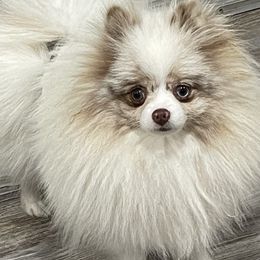 Pomeranians from Parrish Pomeranians