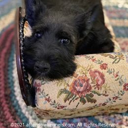Scottish Terrier and Sealyham Terrier Puppies from Afterglow Kennels, LLC