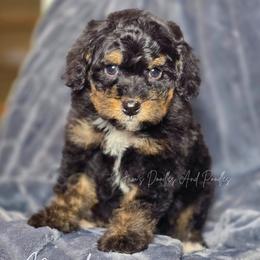 November - Tri-color female Bernedoodle puppy in Cleveland, Georgia from Jam's Doodles And Poodles