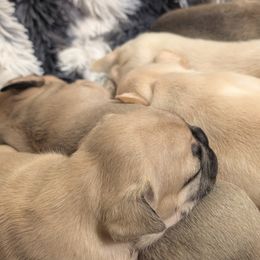 French Bulldogs from BSGM Frenchies