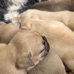 French Bulldogs from BSGM Frenchies