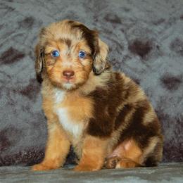 Aussiedoodle Puppies from Steindoodles