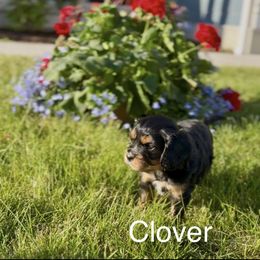 Cavapoo Puppies from Shoemaker Cavapoo Kennel