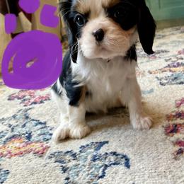 Ms. Purple - Tri-color female Cavalier King Charles Spaniel puppy in Rocky Ford, Colorado from Scofield Cavaliers