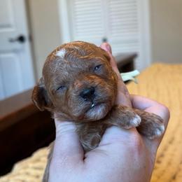 Cove - Red  male Poodle puppy in Wharton, Texas from In the Red Poodles
