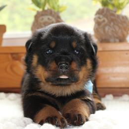 Yellow - Black and mahogany male Rottweiler puppy in Goodwater, Alabama from Rom Haus Rottweilers, LLC