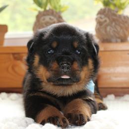 Yellow - Black and mahogany male Rottweiler puppy in Goodwater, Alabama from Rom Haus Rottweilers, LLC