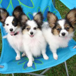 Papillons from Rocyn Papillons