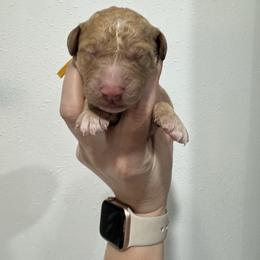 Honey - Apricot female Goldendoodle puppy in Waterloo, Illinois from Ashly Miller