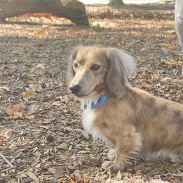 Dachshund Puppies from LovelylilDoxies