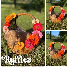 Ruffles - Light golden male Golden Retriever puppy in Magnolia, Mississippi from Magnolia Farm