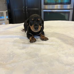 Benz - Black and tan male Dachshund puppy in Conroe, Texas from Darci's Dachshunds