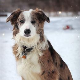 Border Collie puppies from Lil Maine Border Collies