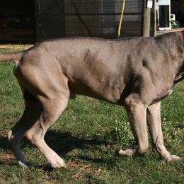 Cane Corso from Dolce Luna Corsos