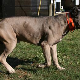 Cane Corso from Dolce Luna Corsos
