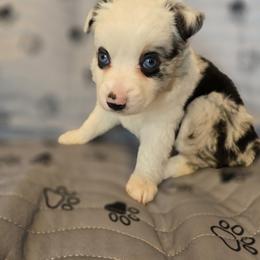 Girl 3 - female Miniature Australian Shepherd puppy in Claremont, North Carolina from Wee Aussies