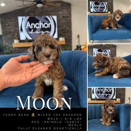 Bernedoodle, Cavapoo, Cavapoochon, Goldendoodle, Poodle, and Yorkipoo Puppies from Anchor Dogs