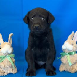 Ms. Purple - Black female Labrador Retriever puppy in Overton, Nevada from Sinfully Sweet Kennel