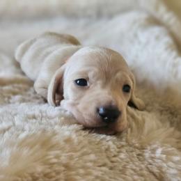Orange collar - Cream male Dachshund puppy in Pasco, Washington from Loyal Lil Dachshunds