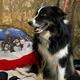 ABCA Shasta - Border Collie