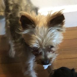 Cooper - Yorkshire Terrier