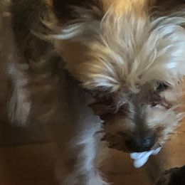 Cooper - Yorkshire Terrier