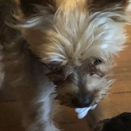 Cooper - Yorkshire Terrier