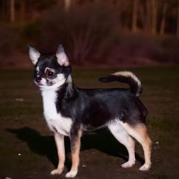 Faith - Chihuahua