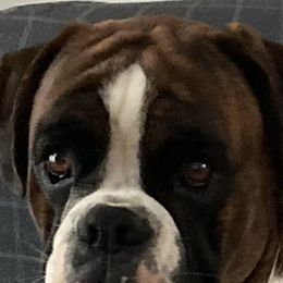 Ulti - Boxer