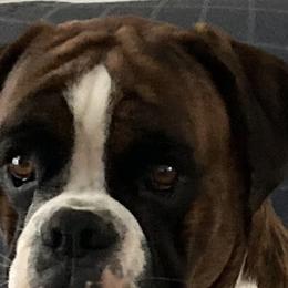 Ulti - Boxer