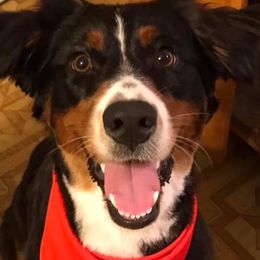 Australian Shepherds from Tina Ribaudo Aussies