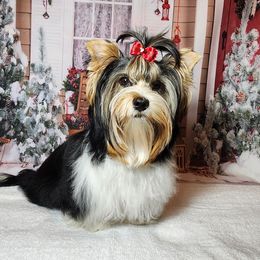 Divina - Biewer Terrier
